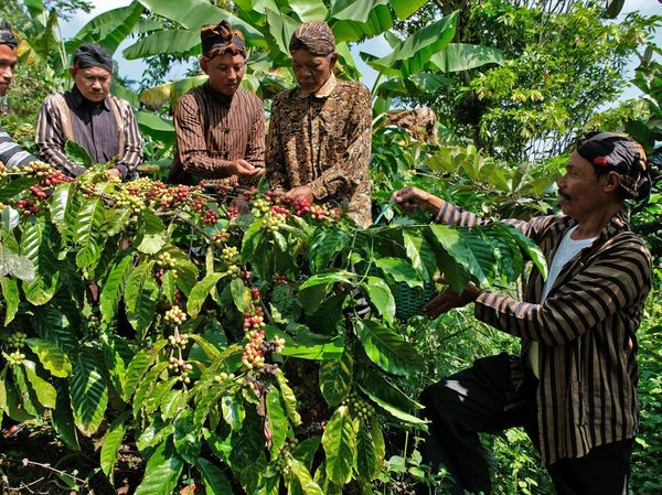 Doa dan Aroma Kopi Menyatu dalam Tradisi Nublek Kopi di Temanggung
