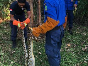 Ular Piton Makan Ternak Ayam Warga Jembrana Sampai Perut Buncit