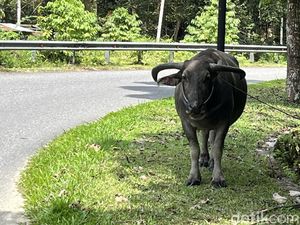 Syarat Sah Hewan Kurban Idul Adha, Pilihlah Sapi dan Kambing Sesuai Syariat!