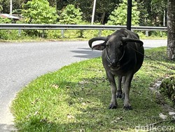 Syarat Sah Hewan Kurban Idul Adha, Pilihlah Sapi dan Kambing Sesuai Syariat!