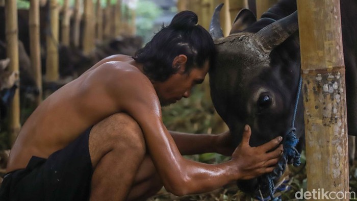 Melihat Kesibukan Pekerja Rawat Hewan Kurban di Penggilingan Aktivitas di grosir hewan kurban area Penggilingan, Jakarta Timur, mulai ramai menjelang Hari Raya Idul Adha 2026. Para pekerja tampak sibuk merawat ratusan hewan kurban seperti sapi dan kambing nan ditempatkan di kandang-kandang sementara di sepanjang area penjualan, Rabu (20/5/2026).