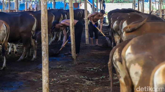 Melihat Kesibukan Pekerja Rawat Hewan Kurban di Penggilingan Aktivitas di grosir hewan kurban area Penggilingan, Jakarta Timur, mulai ramai menjelang Hari Raya Idul Adha 2026. Para pekerja tampak sibuk merawat ratusan hewan kurban seperti sapi dan kambing nan ditempatkan di kandang-kandang sementara di sepanjang area penjualan, Rabu (20/5/2026).