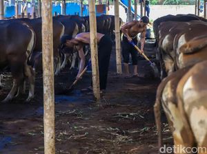 Hati-hati, Ini Ciri Hewan yang Tidak Bisa Dikurbankan