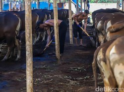 Hati-hati, Ini Ciri Hewan yang Tidak Bisa Dikurbankan
