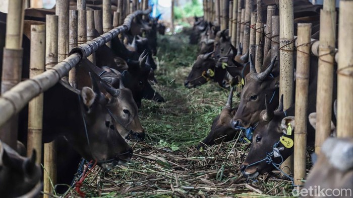 Melihat Kesibukan Pekerja Rawat Hewan Kurban di Penggilingan Aktivitas di grosir hewan kurban area Penggilingan, Jakarta Timur, mulai ramai menjelang Hari Raya Idul Adha 2026. Para pekerja tampak sibuk merawat ratusan hewan kurban seperti sapi dan kambing nan ditempatkan di kandang-kandang sementara di sepanjang area penjualan, Rabu (20/5/2026).
