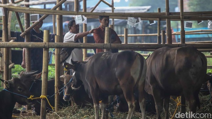 Melihat Kesibukan Pekerja Rawat Hewan Kurban di Penggilingan Aktivitas di grosir hewan kurban area Penggilingan, Jakarta Timur, mulai ramai menjelang Hari Raya Idul Adha 2026. Para pekerja tampak sibuk merawat ratusan hewan kurban seperti sapi dan kambing nan ditempatkan di kandang-kandang sementara di sepanjang area penjualan, Rabu (20/5/2026).