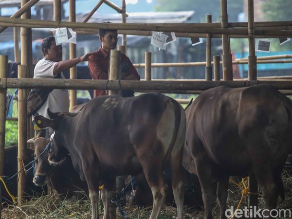 Melihat Kesibukan Pekerja Rawat Hewan Kurban di Penggilingan