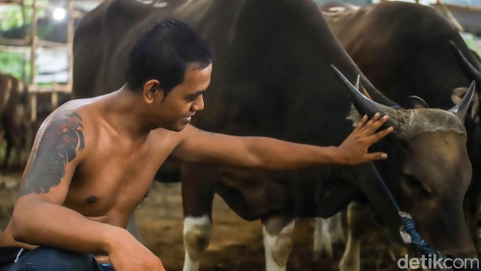Melihat Kesibukan Pekerja Rawat Hewan Kurban di Penggilingan Aktivitas di grosir hewan kurban area Penggilingan, Jakarta Timur, mulai ramai menjelang Hari Raya Idul Adha 2026. Para pekerja tampak sibuk merawat ratusan hewan kurban seperti sapi dan kambing nan ditempatkan di kandang-kandang sementara di sepanjang area penjualan, Rabu (20/5/2026).
