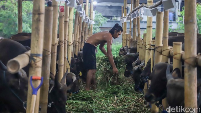 Melihat Kesibukan Pekerja Rawat Hewan Kurban di Penggilingan Aktivitas di grosir hewan kurban area Penggilingan, Jakarta Timur, mulai ramai menjelang Hari Raya Idul Adha 2026. Para pekerja tampak sibuk merawat ratusan hewan kurban seperti sapi dan kambing nan ditempatkan di kandang-kandang sementara di sepanjang area penjualan, Rabu (20/5/2026).
