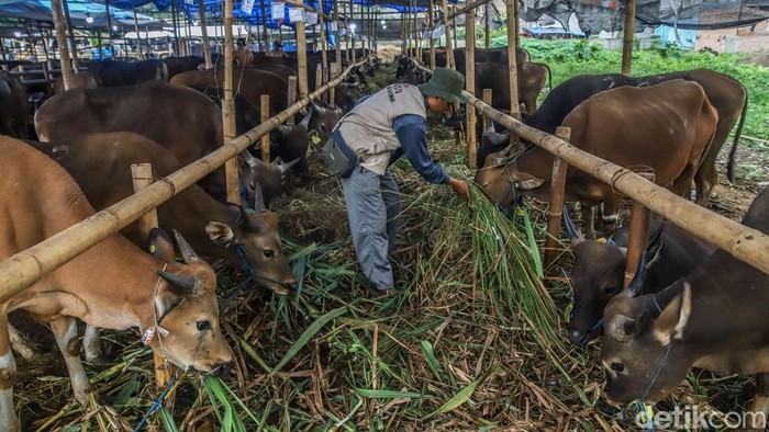 Aktivitas di grosir hewan kurban area Penggilingan, Jakarta Timur, mulai ramai menjelang Hari Raya Idul Adha 2026. Para pekerja tampak sibuk merawat ratusan hewan kurban seperti sapi dan kambing nan ditempatkan di kandang-kandang sementara di sepanjang area penjualan, Rabu (20/5/2026).