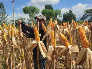 Cerita Petani Jagung Sukamulya Ciamis Raup Cuan Tanpa Lewat Bulog
