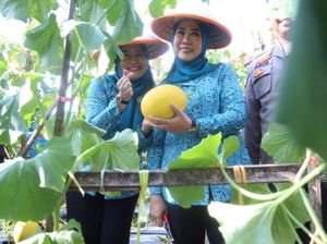 Panen Melon di OKU, PKK Dorong Ketahanan Pangan-Ekonomi Masyarakat