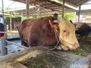 Inilah Sadewa Sapi Berbobot 1,7 Ton Hewan Kurban Presiden Prabowo di Blitar