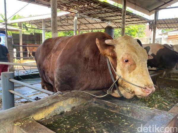 Inilah Sadewa Sapi Berbobot 1,7 Ton Hewan Kurban Presiden Prabowo di Blitar