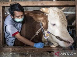 Presiden Prabowo Beli Sapi Kurban 1,05 Ton dari Peternak Bandung Barat