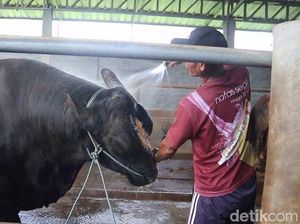 Sapi 1,04 Ton dari Lombok Tengah Dibeli Prabowo-Perputaran Ekonomi Rp 499 M
