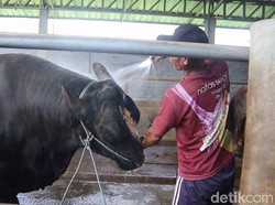 Sapi 1,04 Ton dari Lombok Tengah Dibeli Prabowo-Perputaran Ekonomi Rp 499 M