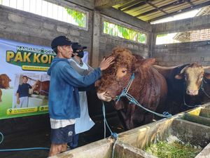 Sapi Limosin 1 Ton Milik Peternak Sidoarjo Jadi Kurban Presiden Prabowo