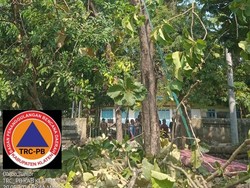 Kesetrum Saat Pangkas Ranting Jati, Pria Klaten Loncat dari Ketinggian 10 Meter