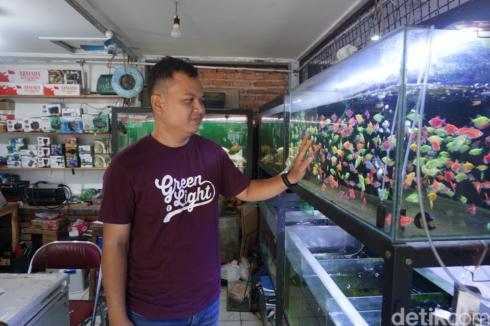 12 Tahun Merawat Usaha Keluarga, Pedagang Ikan Hias Andalkan KUR BRI