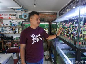 12 Tahun Merawat Usaha Keluarga, Pedagang Ikan Hias Andalkan KUR BRI