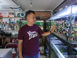 12 Tahun Merawat Usaha Keluarga, Pedagang Ikan Hias Andalkan KUR BRI