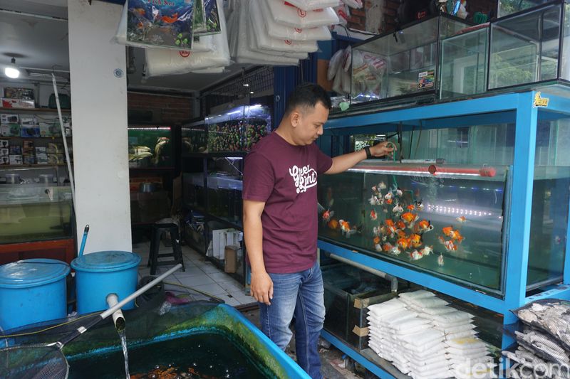 12 Tahun Merawat Usaha Keluarga, Pedagang Ikan Hias Andalkan KUR BRI