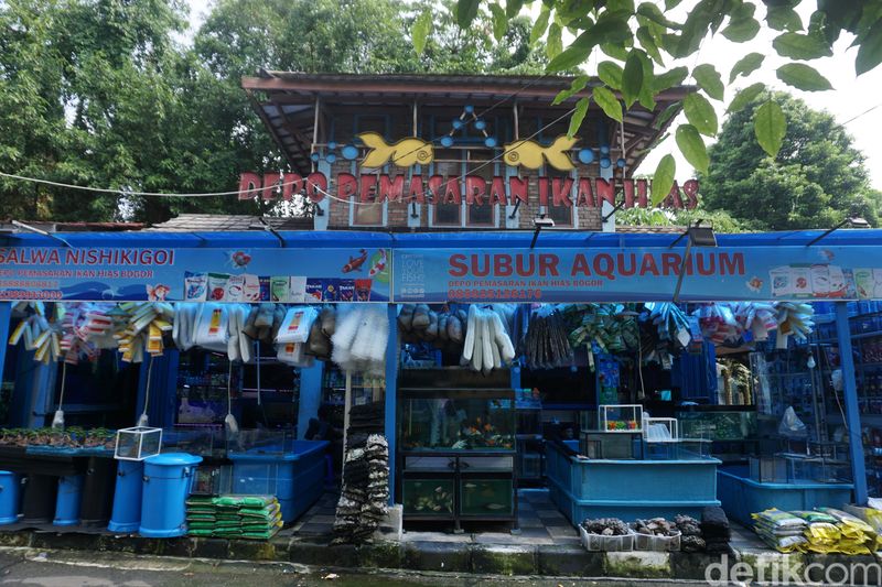 12 Tahun Merawat Usaha Keluarga, Pedagang Ikan Hias Andalkan KUR BRI