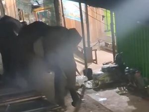 Heboh Dua Gajah Liar Masuk Pasar di OKI, Ini Kata BKSDA Sumsel