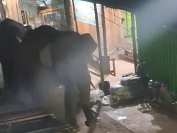 Saat 2 Gajah Liar di Sumsel Tiba-tiba Masuk Pasar, Apa Kata BKSDA?