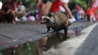 Benarkah Kopi Luwak dari Kotoran? Cek Hukum Minumnya dalam Islam!