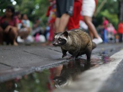 Benarkah Kopi Luwak dari Kotoran? Cek Hukum Minumnya dalam Islam!