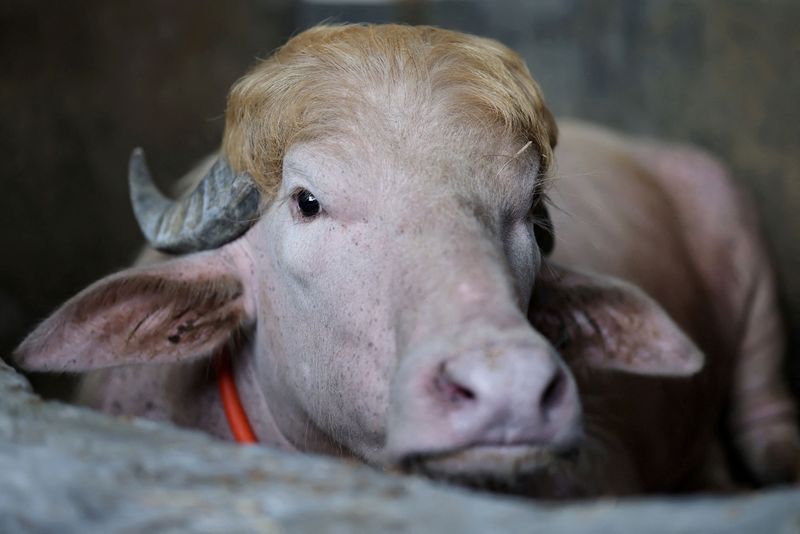 A sacrificial albino buffalo named after U.S. President Donald Trump which recently went viral, is pictured at an agro farm ahead of Eid-al-Adha, in Narayanganj, Bangladesh, May 20, 2026. REUTERS/Mohammad Ponir Hossain