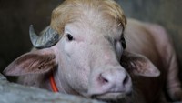 Kerbau Albino Donald Trump Viral Jelang Idul Adha