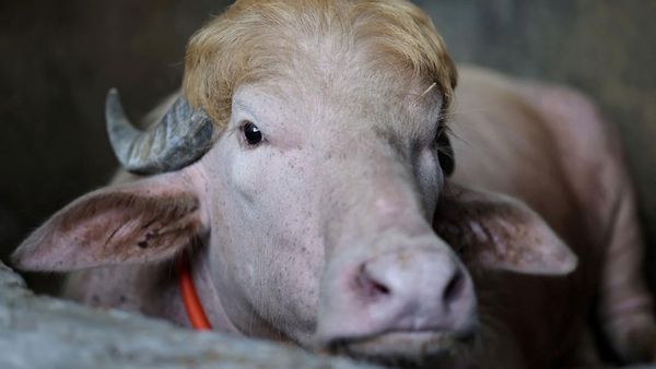 Kerbau Albino Donald Trump Viral Jelang Idul Adha