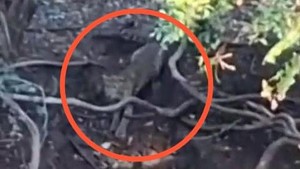 Viral Penampakan Macan di Hutan Cangar Batu, Pihak Tahura Buka Suara