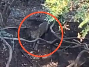 Penjelasan Pihak Tahura Soal Viral Penampakan Macan di Hutan Cangar