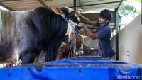 Prabowo Bagikan 1.098 Sapi Kurban, Pakai Kocek Negara Rp 100 M