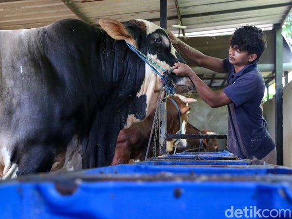 Panjul, Sapi Kurban Presiden Berbobot 1 Ton