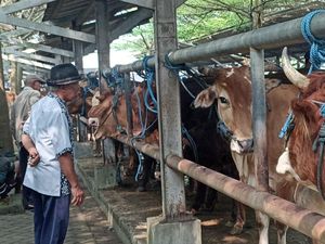 Jelang Idul Adha Lalu Lintas Perdagangan Hewan Melonjak, Harga Ikut Naik