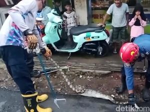 Kagetnya Ikin Temukan Reptil Besar di Belakang Kios Ayam