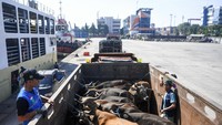 Ribuan Sapi dari NTT Padati Tanjung Priok Jelang Idul Adha