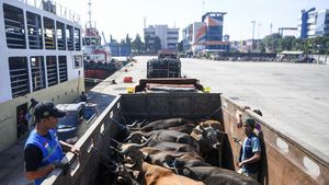 Ribuan Sapi dari NTT Padati Tanjung Priok Jelang Idul Adha
