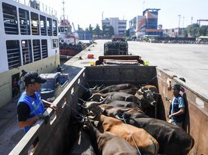 Ribuan Sapi dari NTT Padati Tanjung Priok Jelang Idul Adha