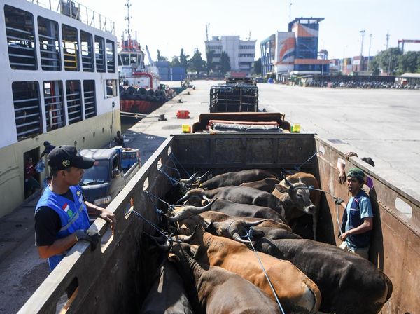 Ribuan Sapi dari NTT Padati Tanjung Priok Jelang Idul Adha
