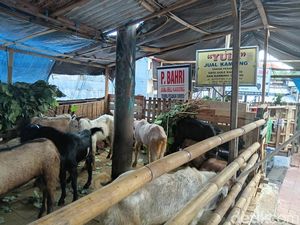Pedagang Kambing di Denpasar Menjerit, Jelang Idul Adha Baru Laku 20 Ekor