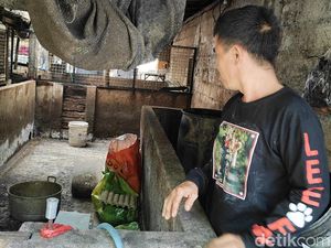 60 Babi Siap Panen di Canggu Mati Mendadak, Diduga Kena ASF