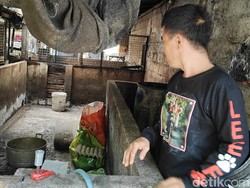 60 Babi Siap Panen di Canggu Mati Mendadak, Diduga Kena ASF