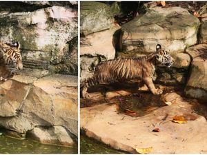 2 Anak Harimau Sumatera di Lampung Diberi Nama Puspa-Muli Sikop