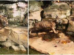 2 Anak Harimau Sumatera di Lampung Diberi Nama Puspa-Muli Sikop
